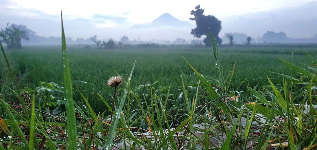 alam pagi hari jawa timur